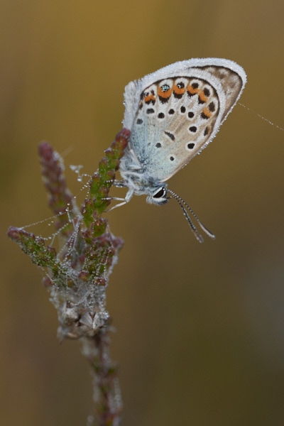 Image of a Blue Butterfly