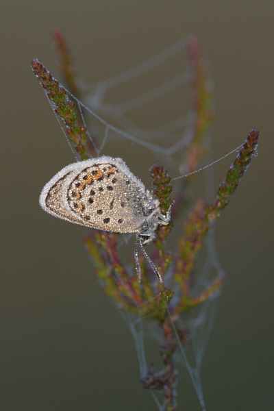Image of a Blue Butterfly
