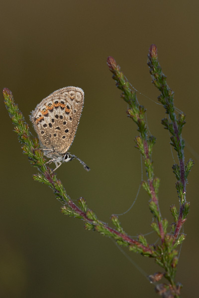 Image of a Blue Butterfly