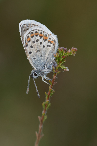 Image of a Blue Butterfly
