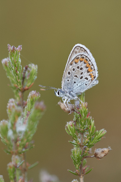 Image of a Blue Butterfly