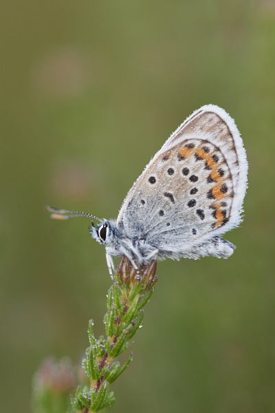 Image of a Blue Butterfly