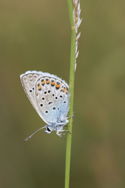 Image of a Blue Butterfly