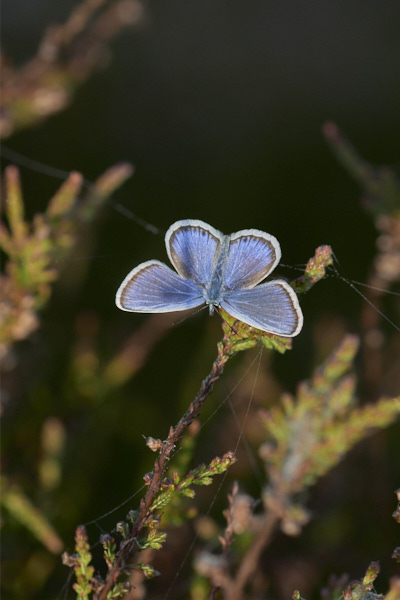 Image of a Blue Butterfly