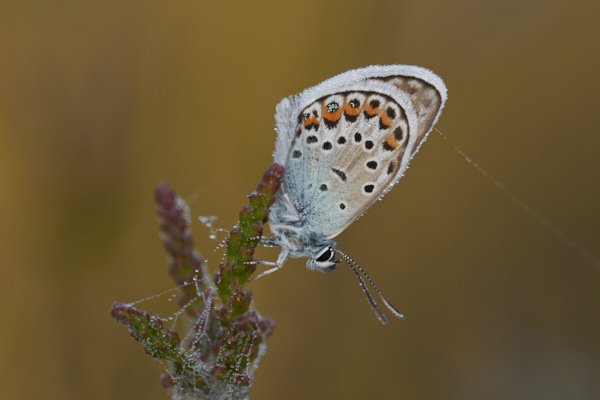 Image of a Blue Butterfly