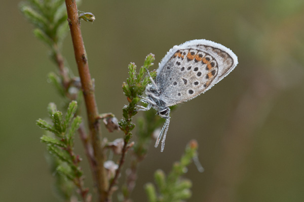 Image of a Blue Butterfly