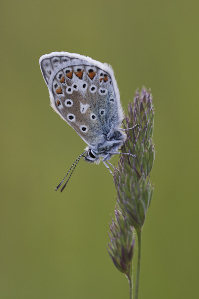 Image of a Blue Butterfly
