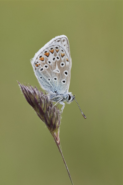 Image of a Blue Butterfly