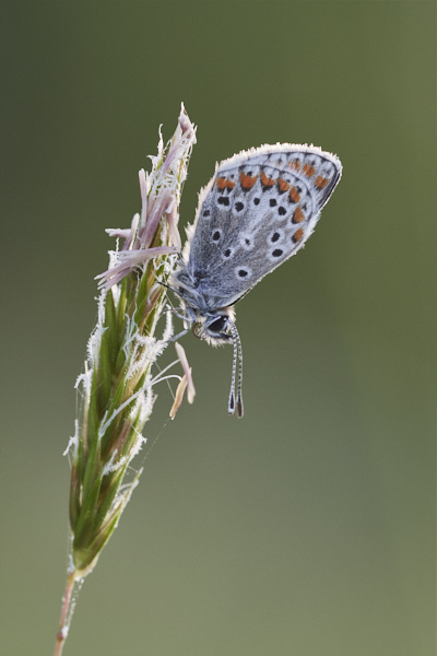 Image of a Blue Butterfly