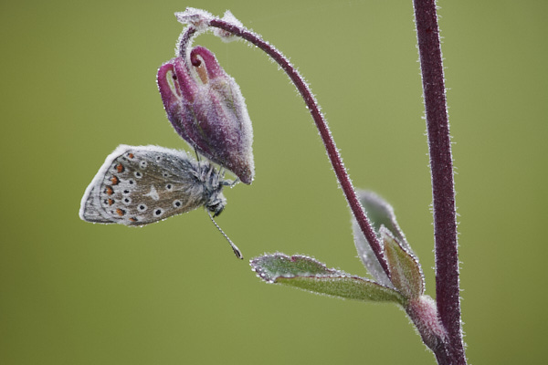 Image of a Blue Butterfly