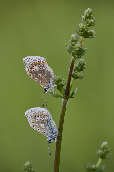 Image of a Blue Butterfly