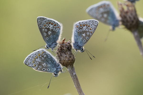 Image of a Blue Butterfly