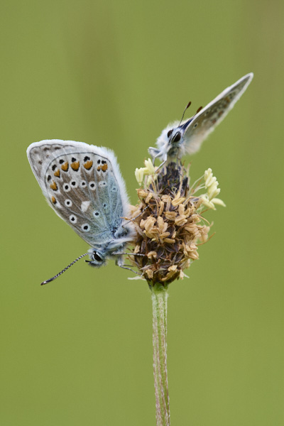 Image of a Blue Butterfly