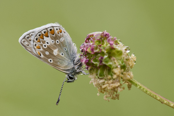 Image of a Blue Butterfly