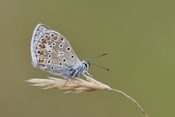 Image of a Blue Butterfly