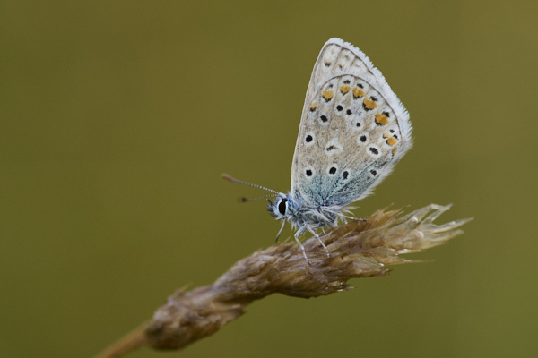 Image of a Blue Butterfly
