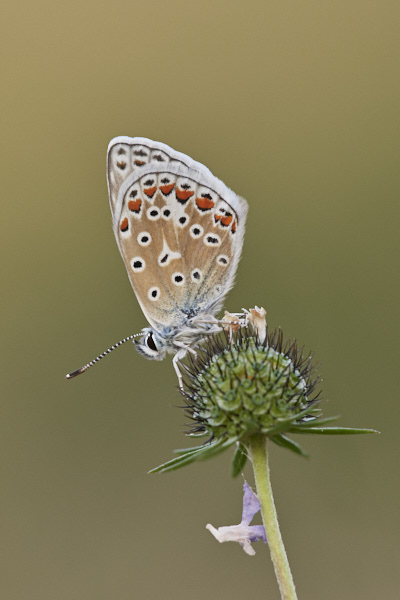 Image of a Blue Butterfly