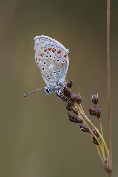 Image of a Blue Butterfly