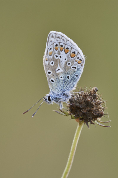 Image of a Blue Butterfly
