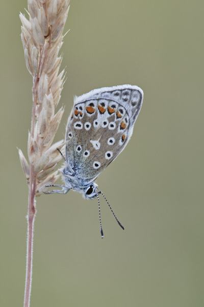 Image of a Blue Butterfly