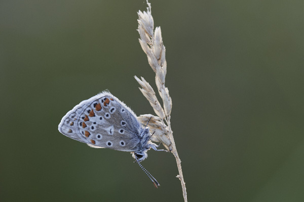 Image of a Blue Butterfly