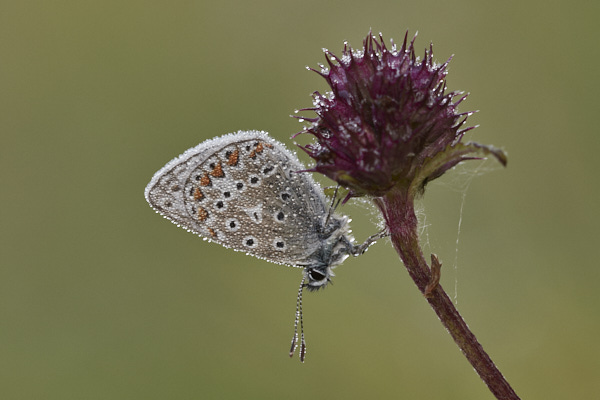 Image of a Blue Butterfly
