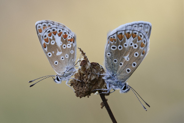 Image of a Blue Butterfly