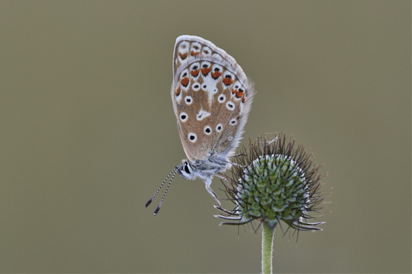 Image of a Blue Butterfly