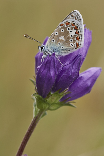 Image of a Blue Butterfly