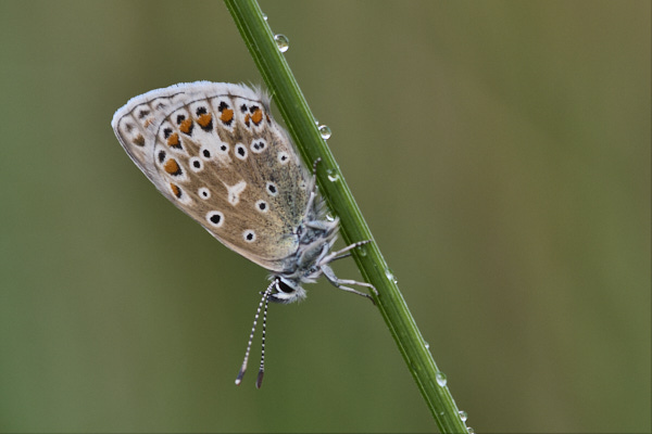 Image of a Blue Butterfly