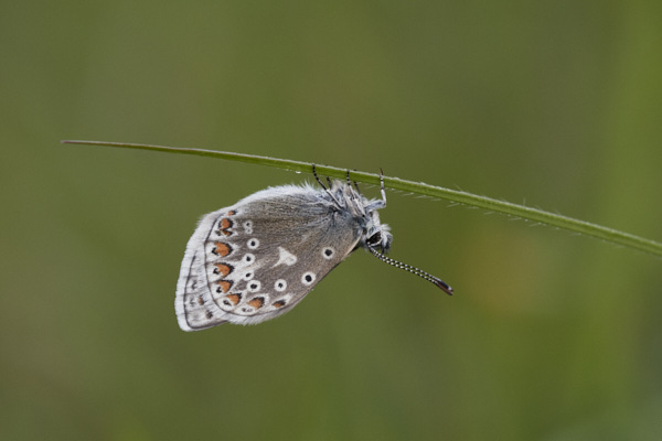 Image of a Blue Butterfly