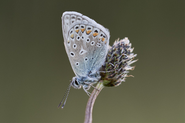 Image of a Blue Butterfly