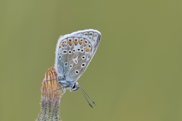 Image of a Blue Butterfly