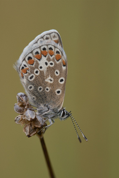Image of a Blue Butterfly