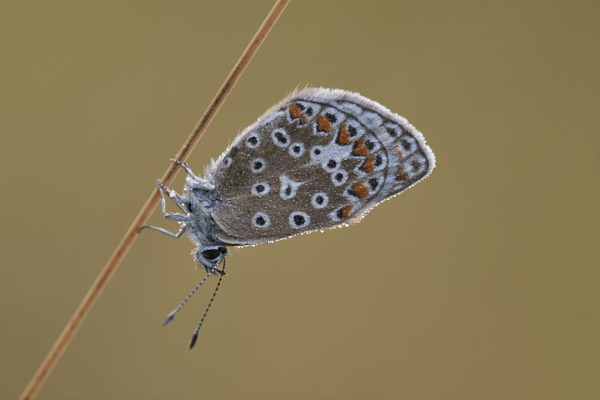 Image of a Blue Butterfly