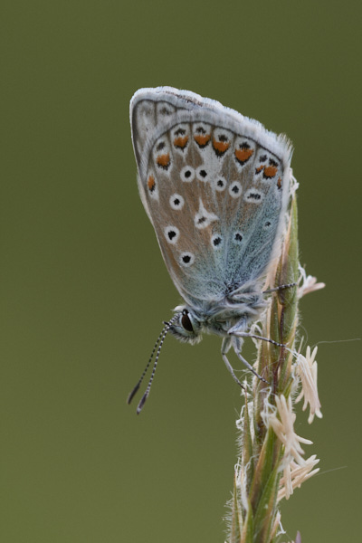 Image of a Blue Butterfly