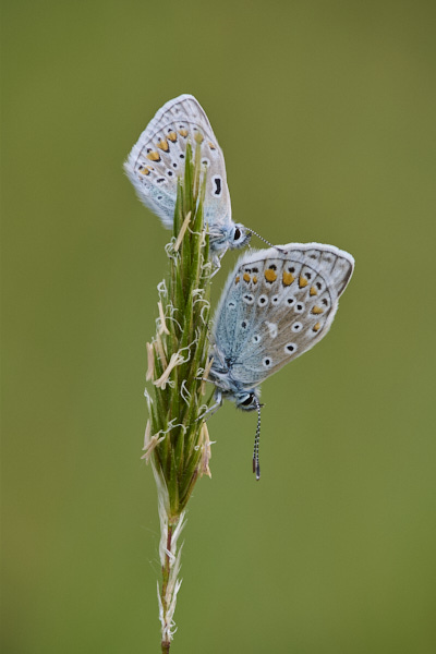 Image of a Blue Butterfly