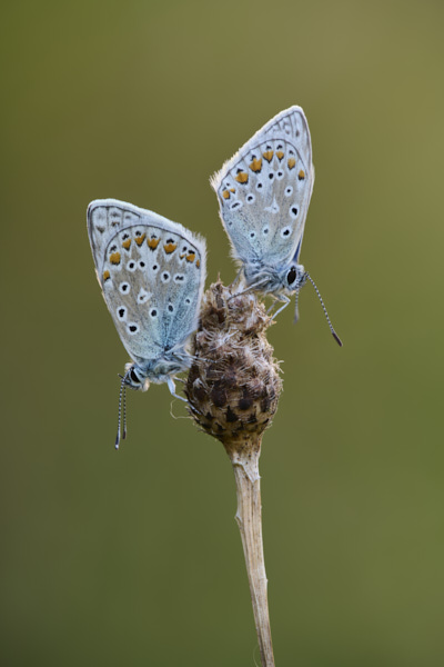 Image of a Blue Butterfly