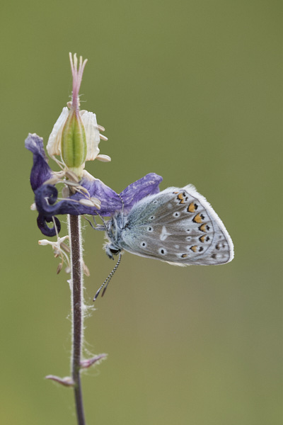 Image of a Blue Butterfly