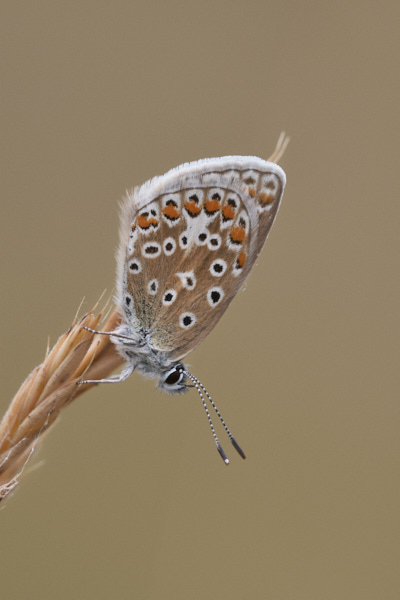 Image of a Blue Butterfly