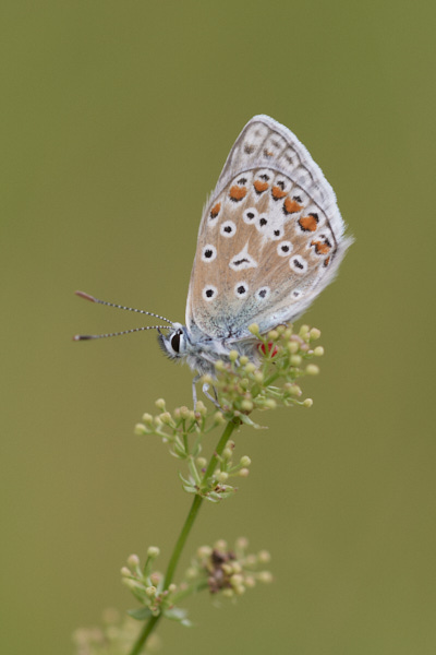 Image of a Blue Butterfly