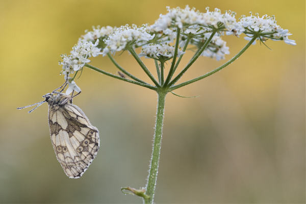 Image from Daneway Banks