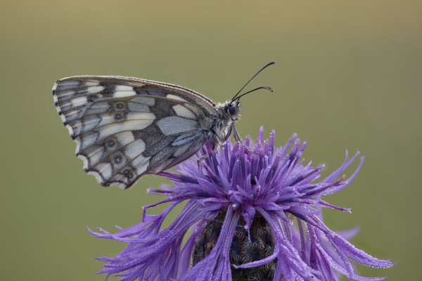 Image from Daneway Banks