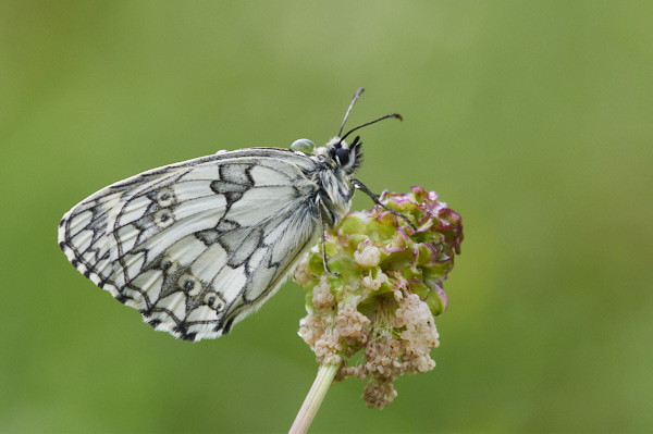 Image from Daneway Banks