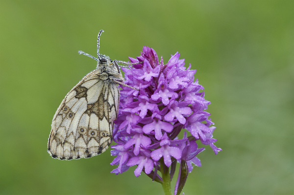 Image from Daneway Banks