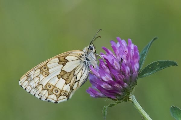 Image from Daneway Banks