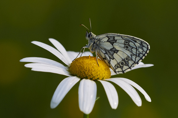 Image from Daneway Banks