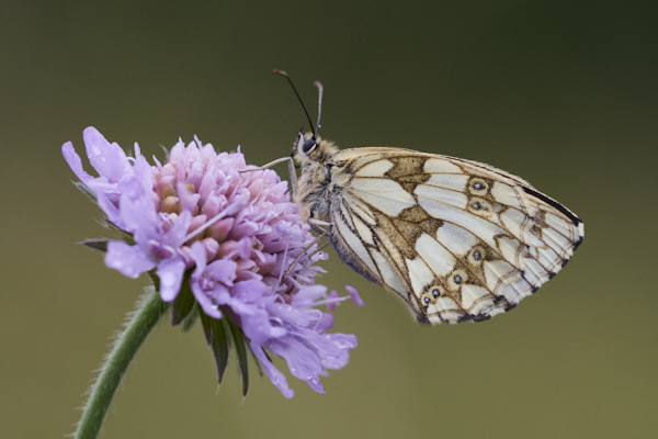 Image from Daneway Banks