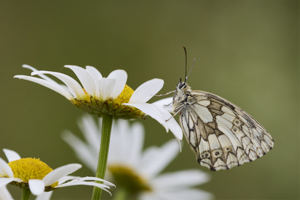 Image from Daneway Banks