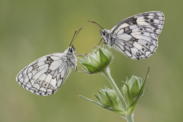 Image from Daneway Banks
